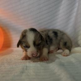 Chuck - Blue male Pembroke Welsh Corgi puppy in Hillsville, Virginia from Bonderosa Kennels