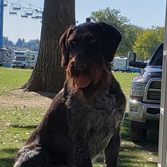 Enno - German Wirehaired Pointer