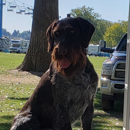 Enno - German Wirehaired Pointer