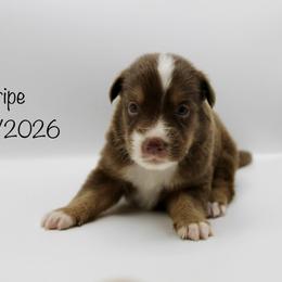 Girl 1 (Stripe) - Red tri-color female Australian Shepherd puppy in Brooker, Florida from 🐾 The Great Bambino SunState Aussies!