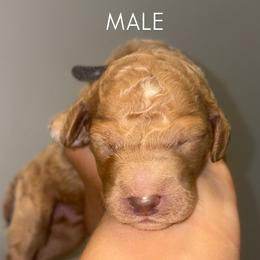 Blue - Apricot male Poodle puppy in Nolensville, Tennessee from White Willow Poodles