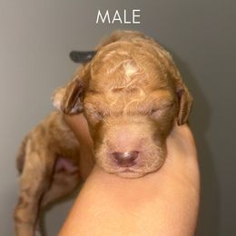 Blue - Apricot male Poodle puppy in Nolensville, Tennessee from White Willow Poodles