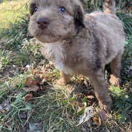 Baked beans - Red merle female Aussiedoodle puppy in Edmond, Oklahoma from Oodles of Doodles and Poodles