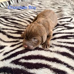Hopper - Chocolate male Labrador Retriever puppy in Richfield, Utah from Stormy River Retrievers