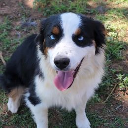 Quinn - Toy Australian Shepherd