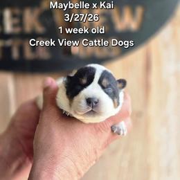 Girl 4 - Blue female Australian Cattle Dog puppy in Monroe, North Carolina from Creek View Cattle Dogs