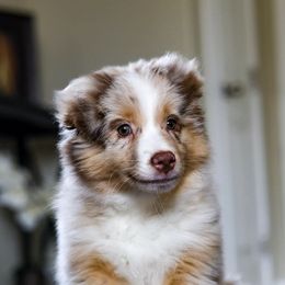 Miniature American Shepherds from Mtn Breeze