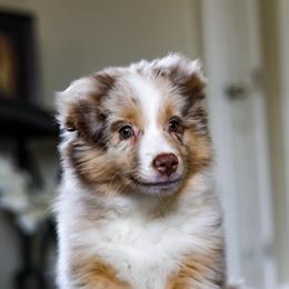 Miniature American Shepherds from Mtn Breeze