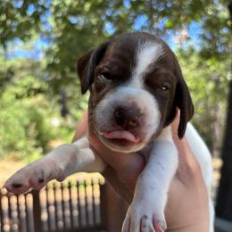Cinnamon - teal collar - Liver and white female German Shorthaired Pointer puppy in Mokelumne Hill, California from Underhill GSP