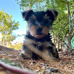 Romeo - Black and tan male Yorkshire Terrier puppy in Yuma, Arizona from Yuma Yorkie