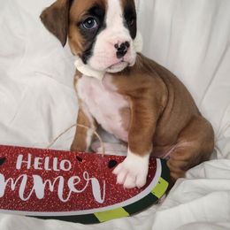 Yellow - Fawn female Boxer puppy in Aurora, Missouri from Pick A Pup