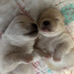 Pomeranian Puppies from Brumback Poms