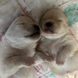 Pomeranian Puppies from Brumback Poms