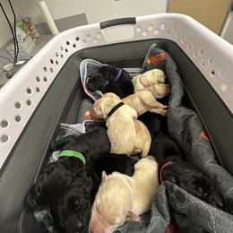 Labrador Retriever Puppies from Luvable AZ Labs