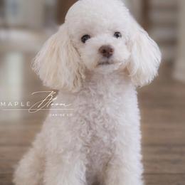Dolly - Poodle