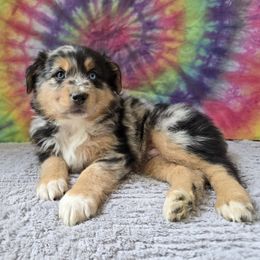 Blueberry - Blue merle male Miniature Australian Shepherd puppy in Church Hill, Tennessee from Hippie Dog Haven