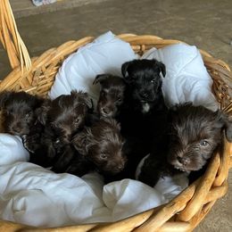 Miniature Schnauzers from Lee Miniature Schnauzers