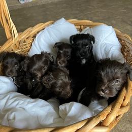 Miniature Schnauzers from Lee Miniature Schnauzers