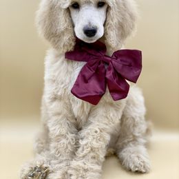 Bernedoodle, Goldendoodle, and Poodle Puppies from Central Valley Canine Companions