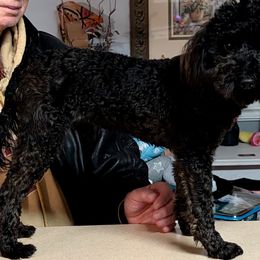 Cassanova - Black male Poodle puppy in Tallahassee, Florida from Bows and Bow Ties