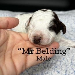 Mr Belding - Brown and white male Aussiedoodle puppy in Lake City, Florida from North Florida Poodles and Doodles