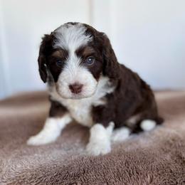 Yellow Girl - Tri-color female Bernedoodle puppy in Lacey’s Spring, Alabama from Daisy's Doodles