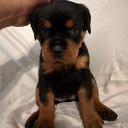 Purple girl - Black and mahogany female Rottweiler puppy in Chillicothe, Missouri from Bella Bowe Champion Import Rottweilers