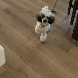 Boo - Poodle