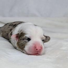 Lucy - Sable merle and white female American Corgi puppy in Clarksville, Tennessee from Cold Creek Family Farm LLC