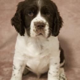 Red Collar - Liver and white male English Springer Spaniel puppy in Dover Foxcroft, Maine from Northernwoods Springers