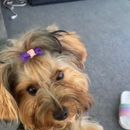 Lilly - Yorkshire Terrier