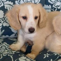 BOSTON Cream pie - Cream male Dachshund puppy in Fort Pierce, Florida from Meldox