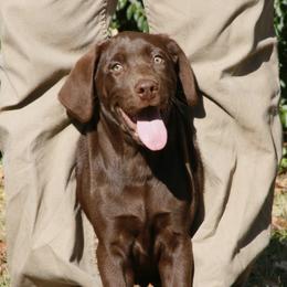 German Shorthaired Pointer and Labrador Retriever Puppies from LL Gun Dogs, LLC