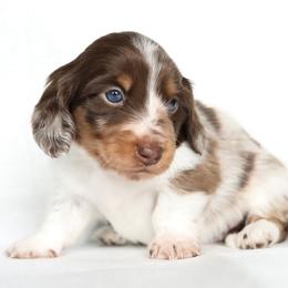 Jake - Dapple male Dachshund puppy in Timpson, Texas from Pine Curtain Miniature Dachshunds