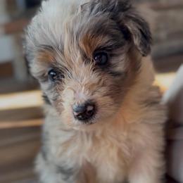 Hazel - Blue merle female Aussiedoodle puppy in Eastman, Georgia from Dood B Ranch