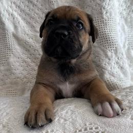 Ginger (Gingerbread) - Red female Cane Corso puppy in Utah from 3Lake Kennelz