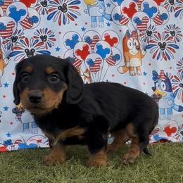 Wendy - Black and tan female Dachshund puppy in Duncan, Arizona from Bootheel Doxies