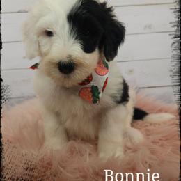 Bonnie - Black and white female Sheepadoodle puppy in Farley, Iowa from Iowa's Doodle Co.
