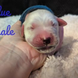 Golden Retriever Puppies from Heckmans English Cream Golden Retrievers