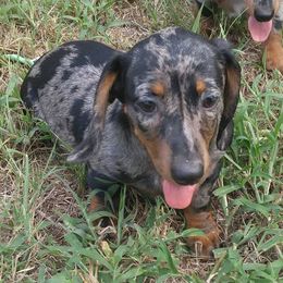 Dachshunds from Lone Star Dachshunds