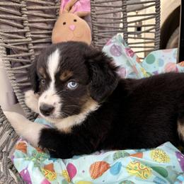 Mopsy - Black tri female Miniature Australian Shepherd puppy in Port Saint Lucie, Florida from Charlene Brannon's Mini Australian Shepherds