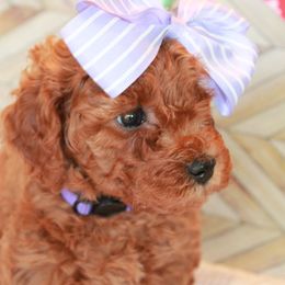 Clover - Blenheim Cavapoo puppy in Dundee, Ohio from Dundee Dandy Poodles