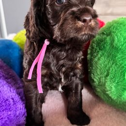 Bernedoodle, Cockapoo, and Goldendoodle Puppies from Avery Doodle Day LLC