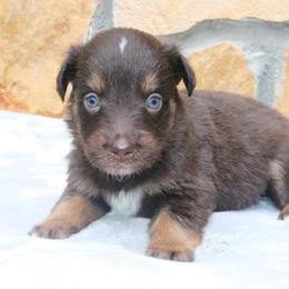 Paprika - Red tri-color female Australian Shepherd puppy in Macon, Georgia from Shaina’s Shepherds