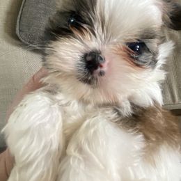 Shih Tzu, Shorkie, Yorkipoo, and Yorkshire Terrier Puppies from Little Rascal Ranch
