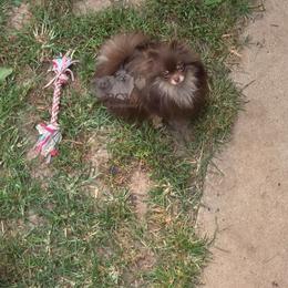 Girl 1 - Chocolate and tan female Pomeranian puppy in Carlinville, Illinois from BCW POMERANIANS
