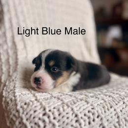 Light Blue Male - Black and tan male Pembroke Welsh Corgi puppy in La Porte City, Iowa from Cedar River Corgis