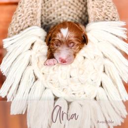 Aria - Red  female Goldendoodle puppy in Mahomet, Illinois from Jordan Family Doodles