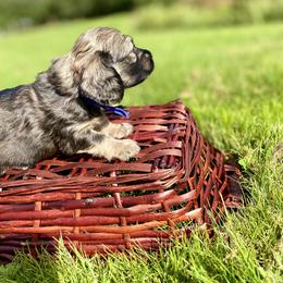 Dachshund Puppies from Northwest Dachshunds