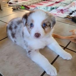 Willow - Red merle Border Collie puppy in Morgan, Texas from Shooting Star Ranch
